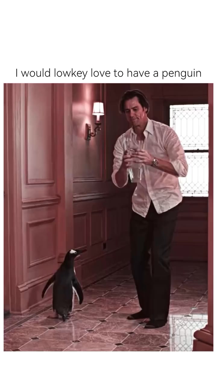 I would lowkey love to have a penguin Credit: yer_ae on tt 🎥: **Mr ...
