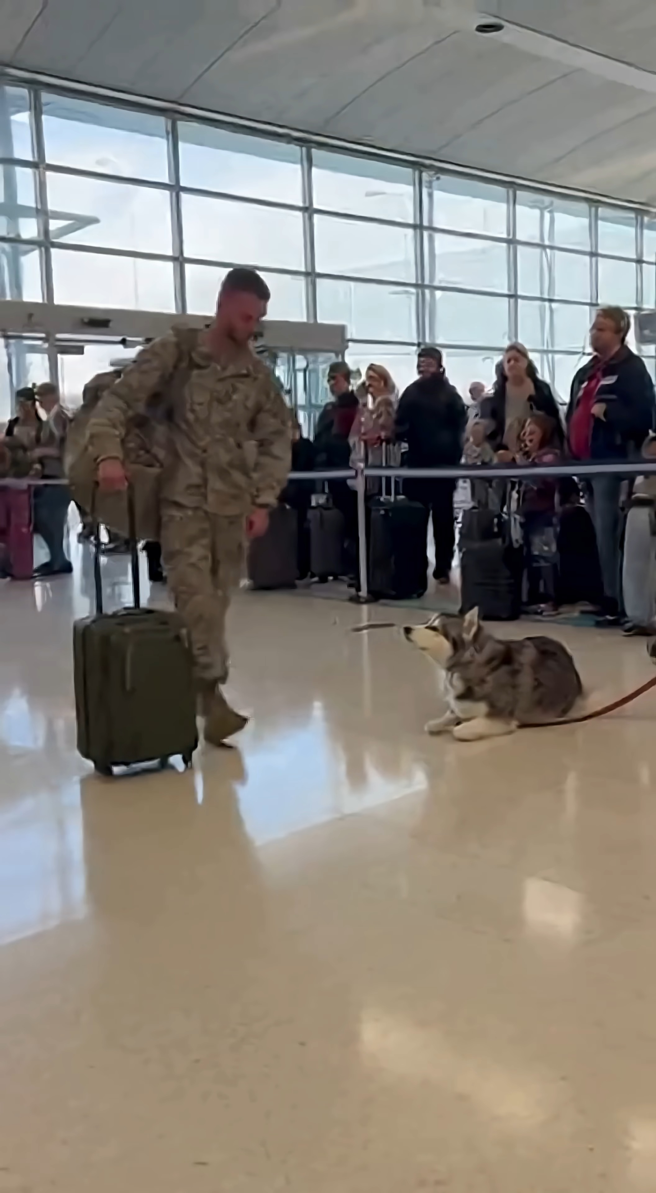 A wounded puppy waits to meet his owner, who is on leave from the ...