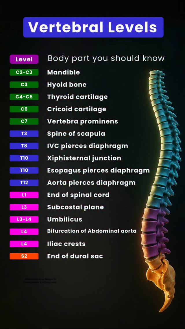 Let's learn the spinal column together! Think of it like a strong