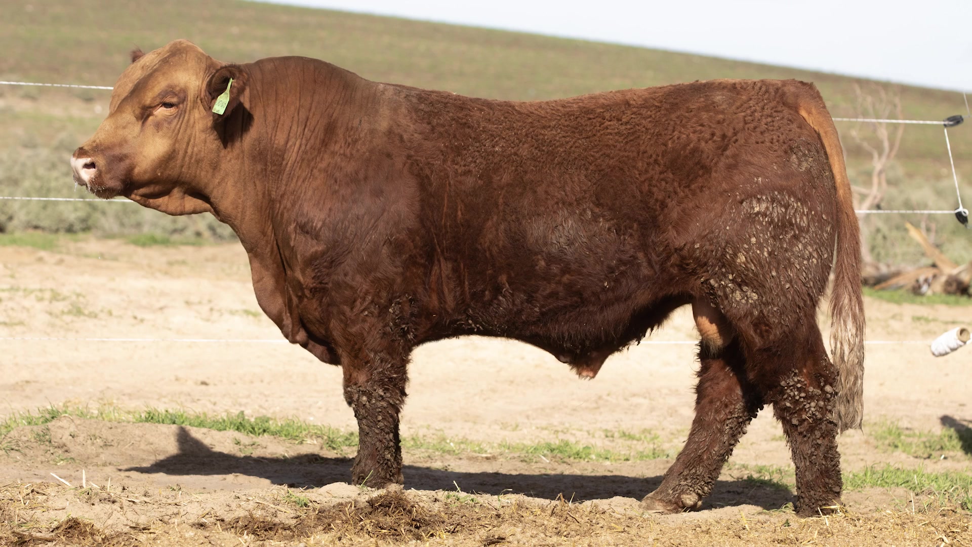🐂 VENDOR SPOTLIGHT ⭐️ Meet Vaughan and Sarah from Savannah Simmentals ...