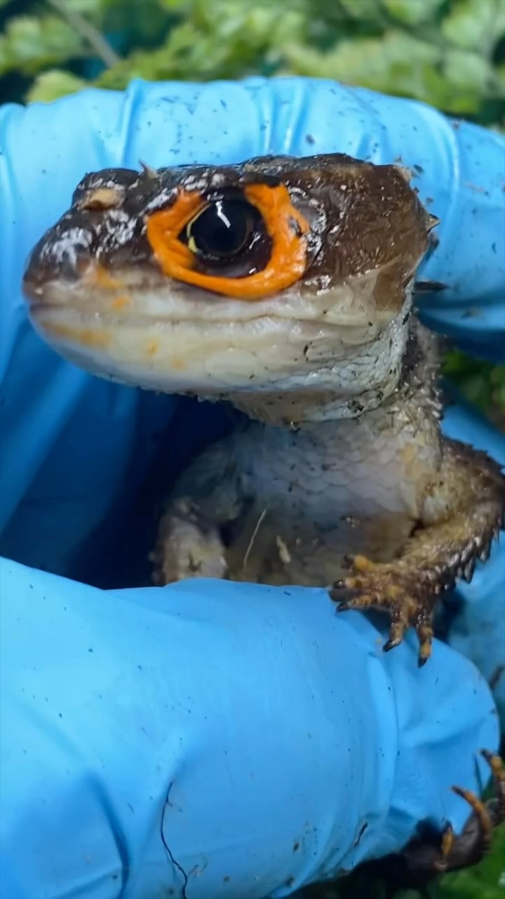 Did you know that aside from geckos, Tribolonotus (crocodile skinks ...