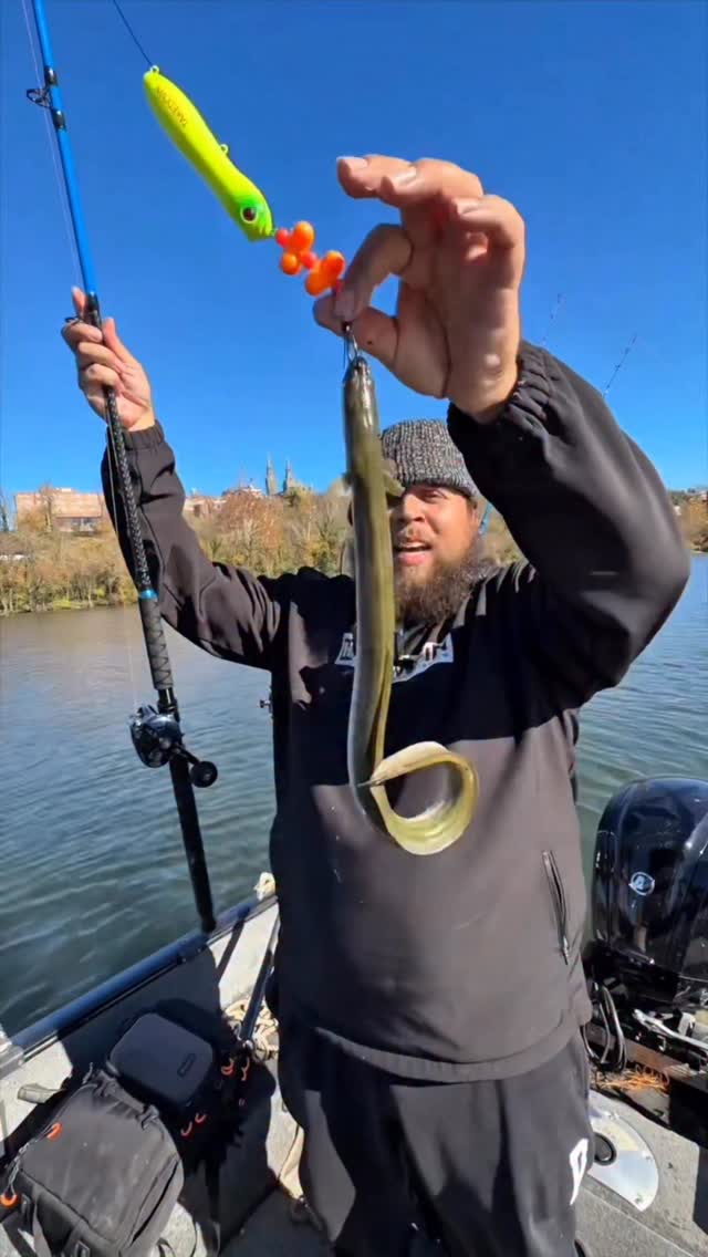 best hooks for eels surf fishing Gravity Tackle Titan SwimHooks  Surfland Bait and Tackle and stripers or the pelagics offshore Shore fishing eel setup without