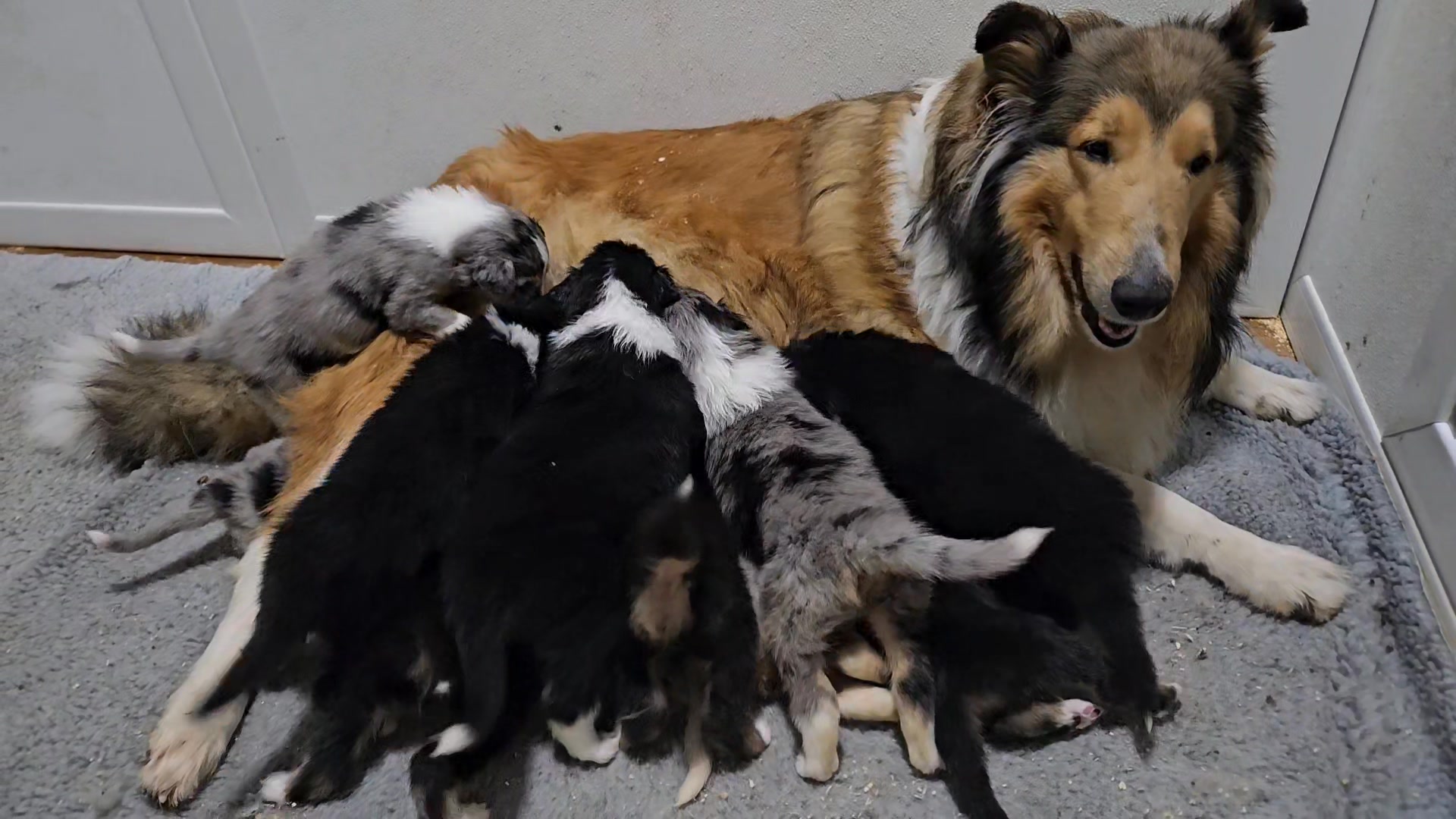 Cricket punched out early :) leaving Nellie with her 10 babies ...