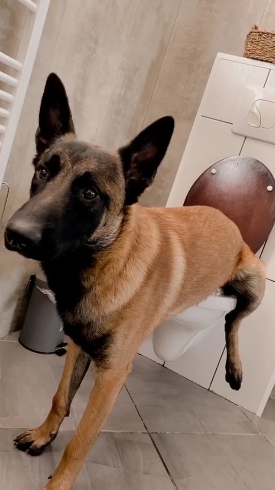Quand ton chien a plus de standards d’hygiène que toi 😂🐕 #dogsoftiktok ...
