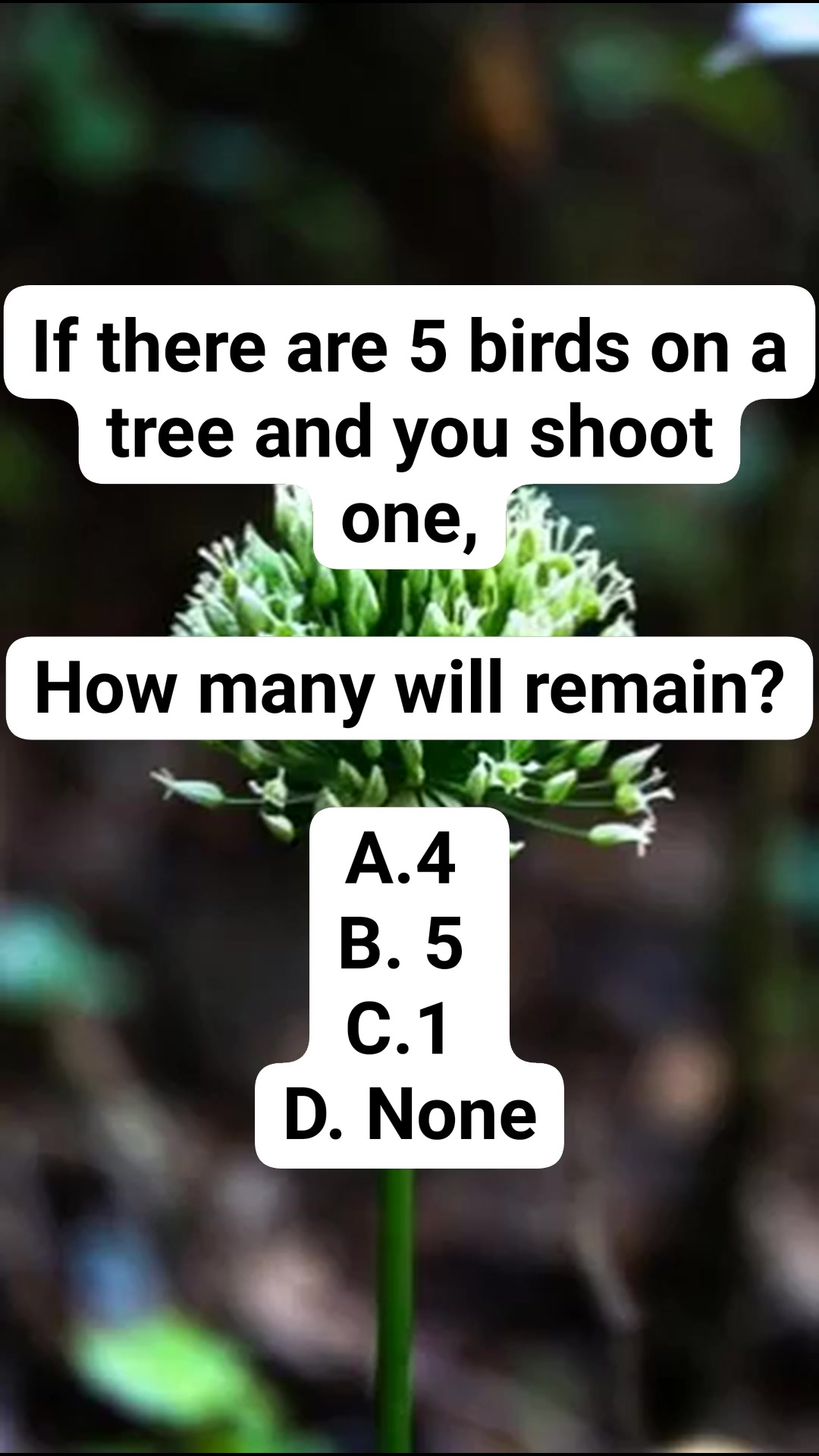 Riddle Challenge #riddle #brainteaserschallenge #riddlechallenge # ...