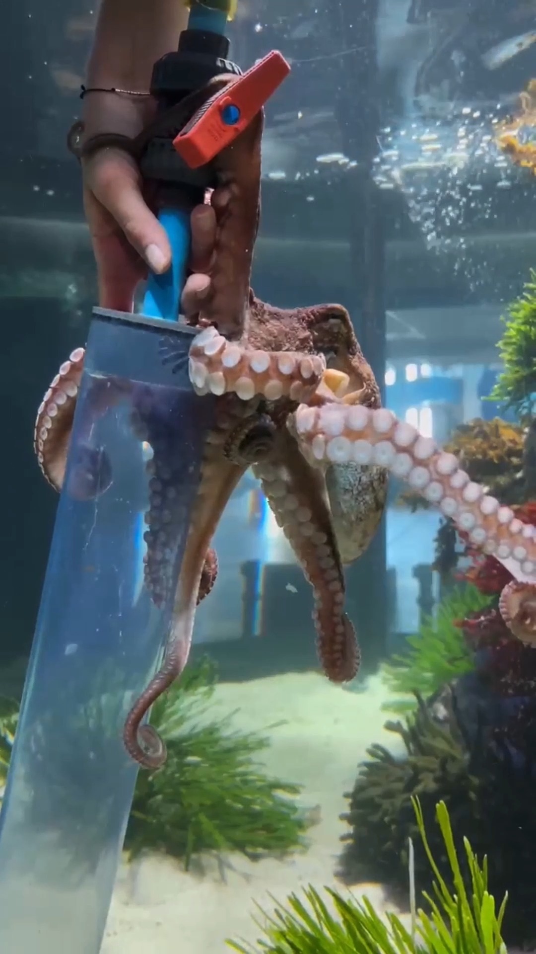 Kicking off World Octopus Day! 🐙 Ever wondered what goes into caring ...
