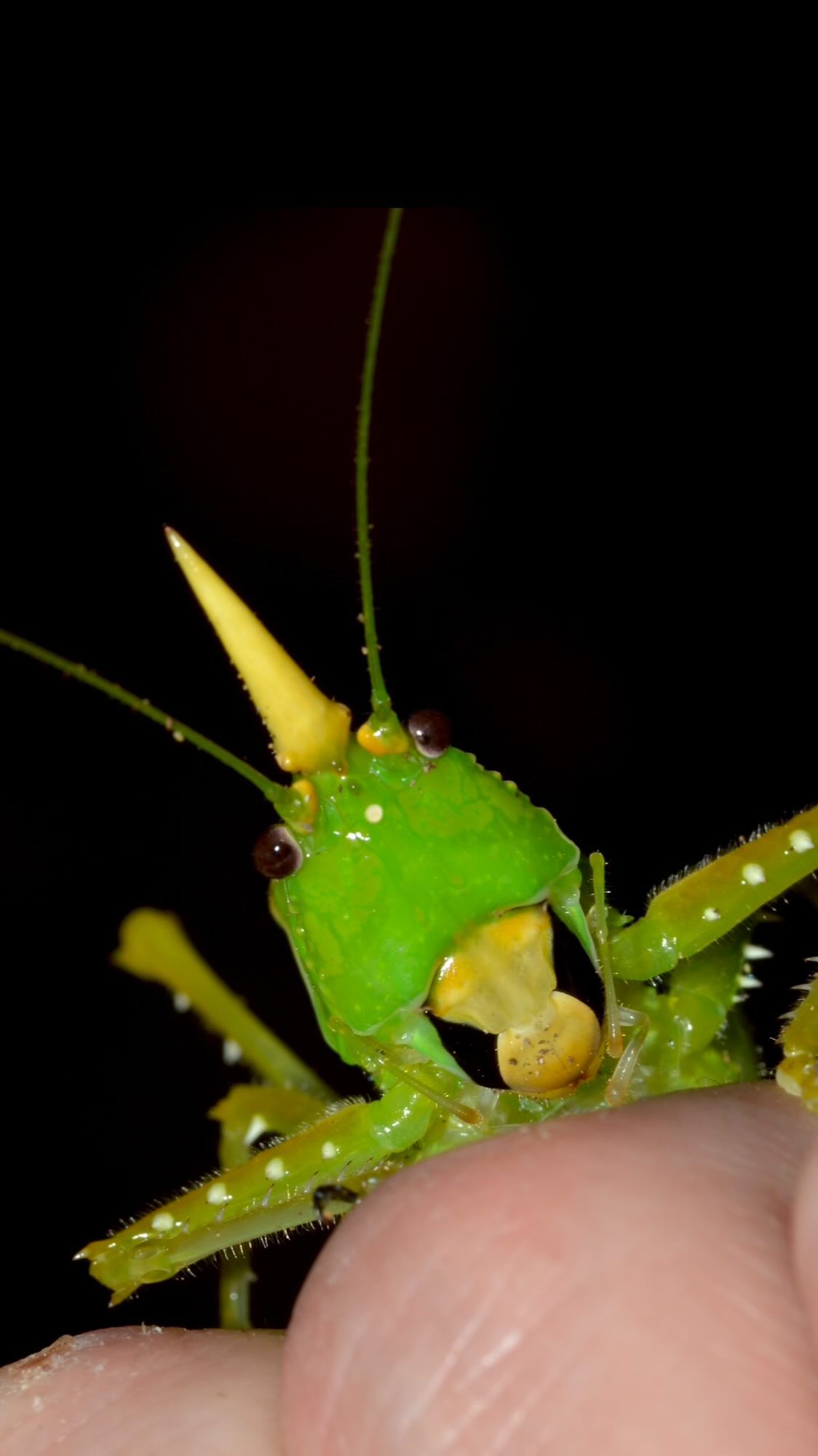 An adorable katydid (Tettigoniidae) from Ecuadorian Choco. We