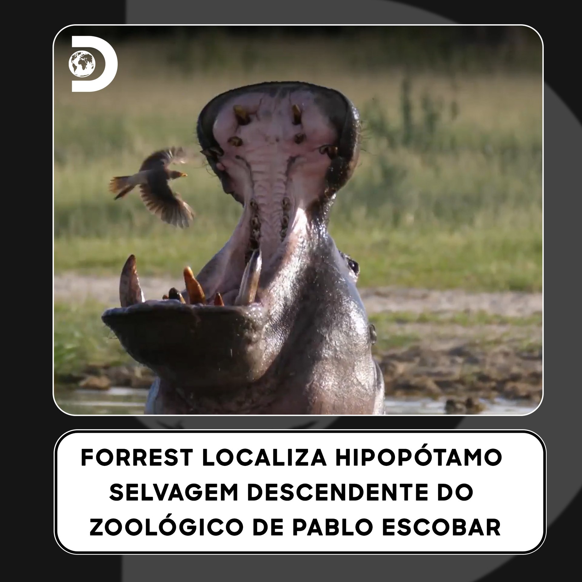 Os hipopótamos de Pablo Escobar são mais agressivos do que o normal ...