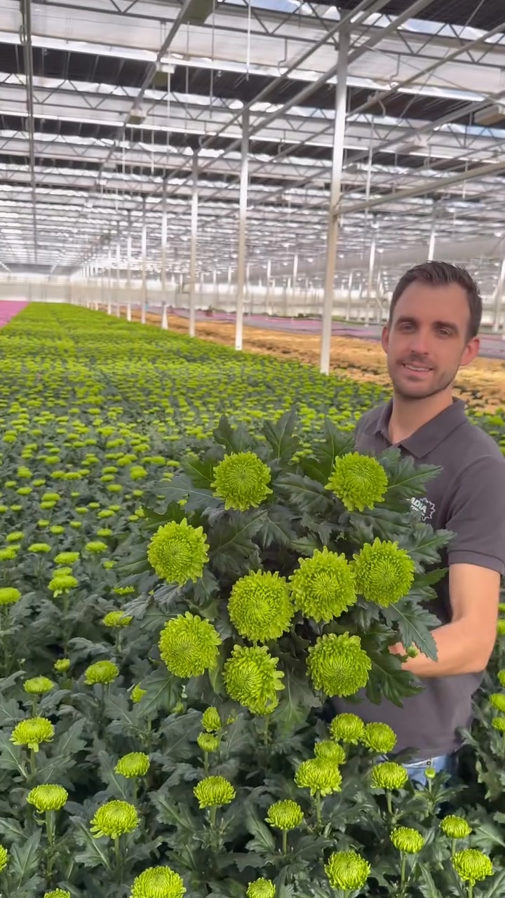 Roy of Arcadia Chrysanten is harvesting Chrysanthemum Alemani! , This grass green, compact, long lasting and in Decorum quality! , #chrysanthemum Thursd. | Peter van Delft