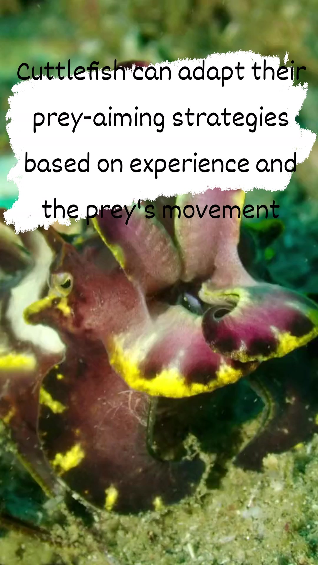 Cuttlefish have the ability to fight, and they are known to be ...