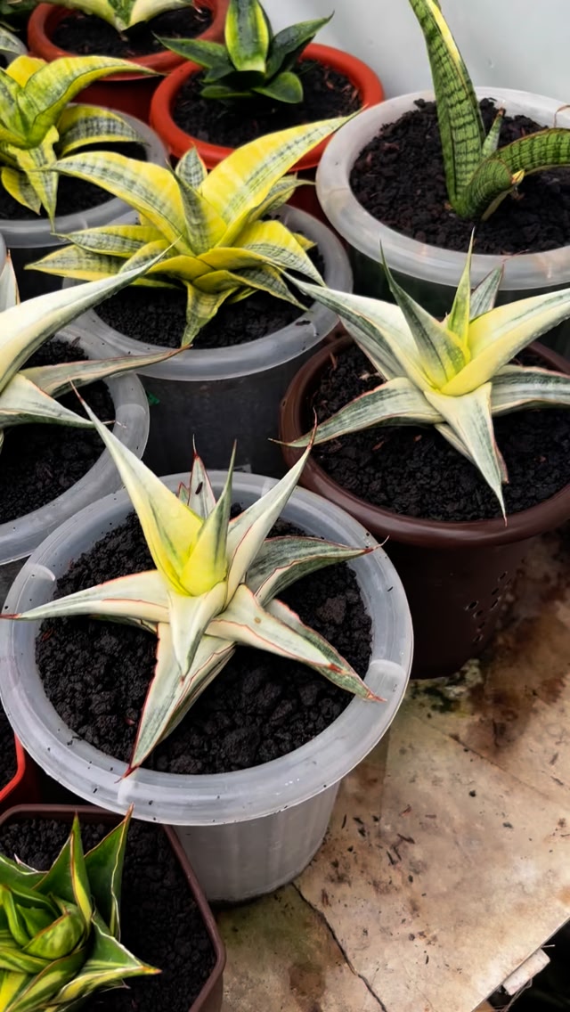 Sansevieria snow white sansevieria spyder variegated #sansevieria
