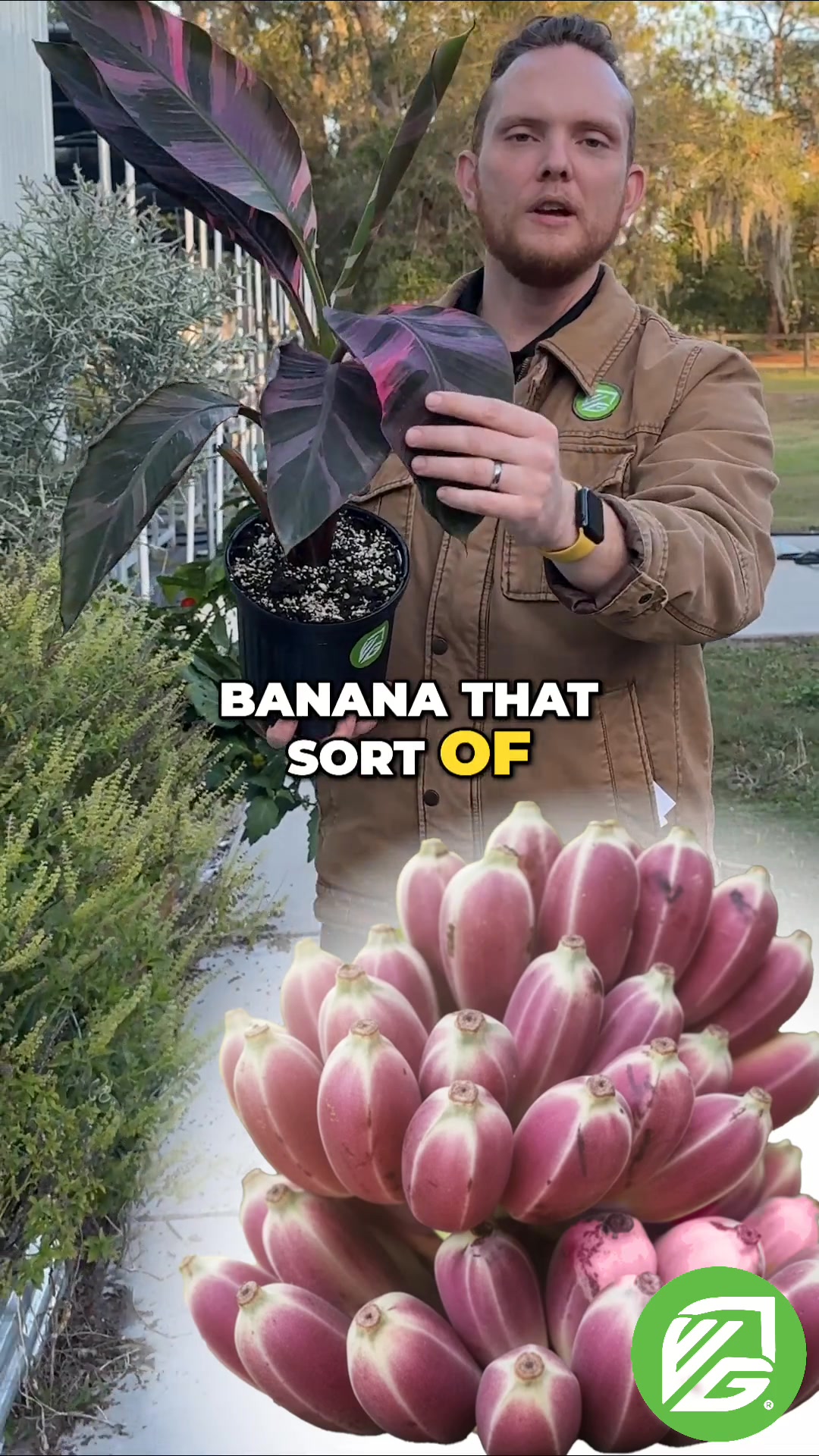 Check out the Pink Nono Banana! This ornamental plant grows pink