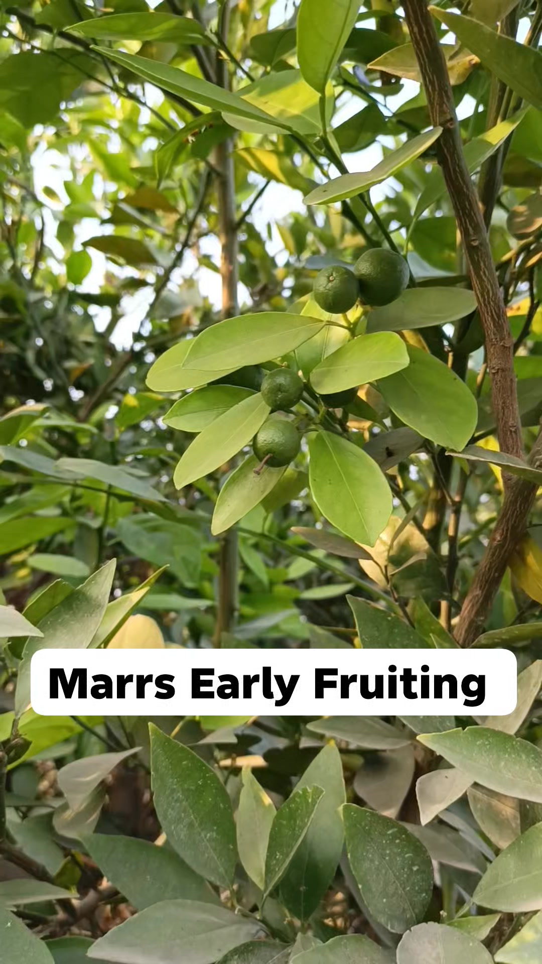 Marrs Early Sweet Orange, a popular, juicy, low-acid citrus fruit