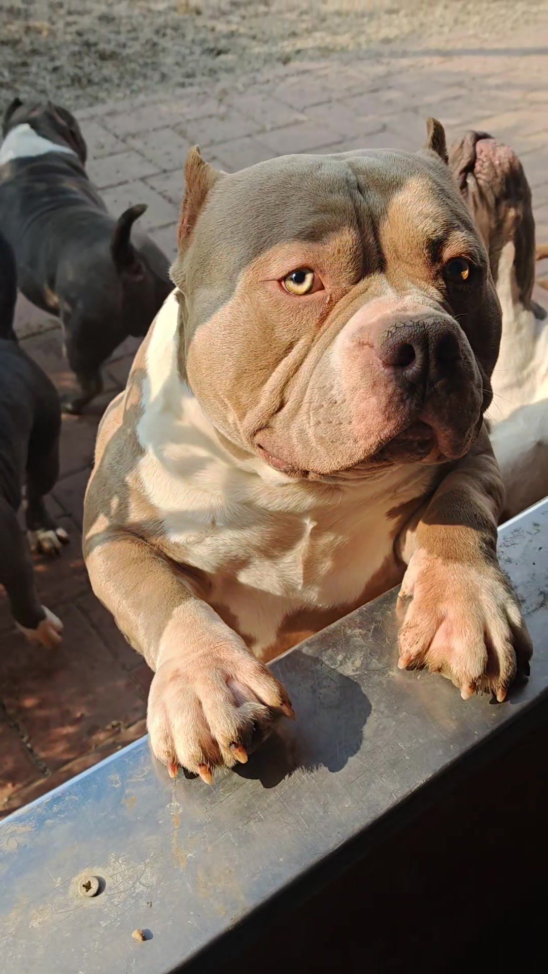 Gavrilescu Big Dogs Romania