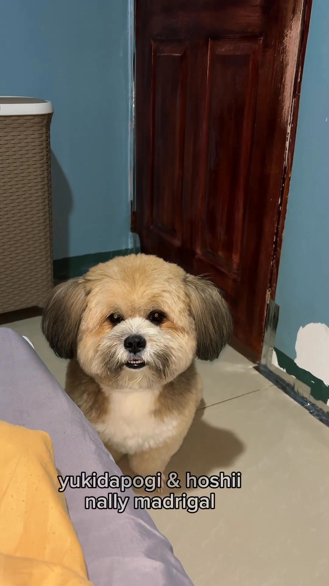 Meron pa nga kasi #yukidapogi #follower #hoshii #fblifestyle #dog #pet ...
