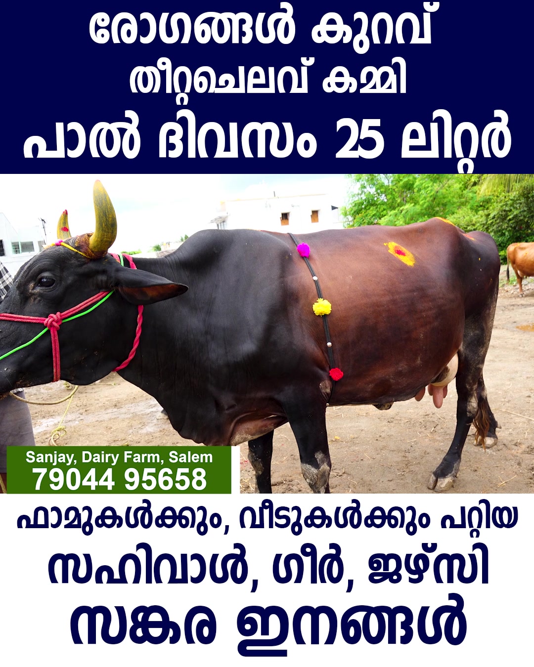 ഹൈബ്രീഡ് പശുക്കളെക്കാൾ മെച്ചം ഈ ഇനങ്ങൾ I Sahiwal cross breed I Sahiwal ...