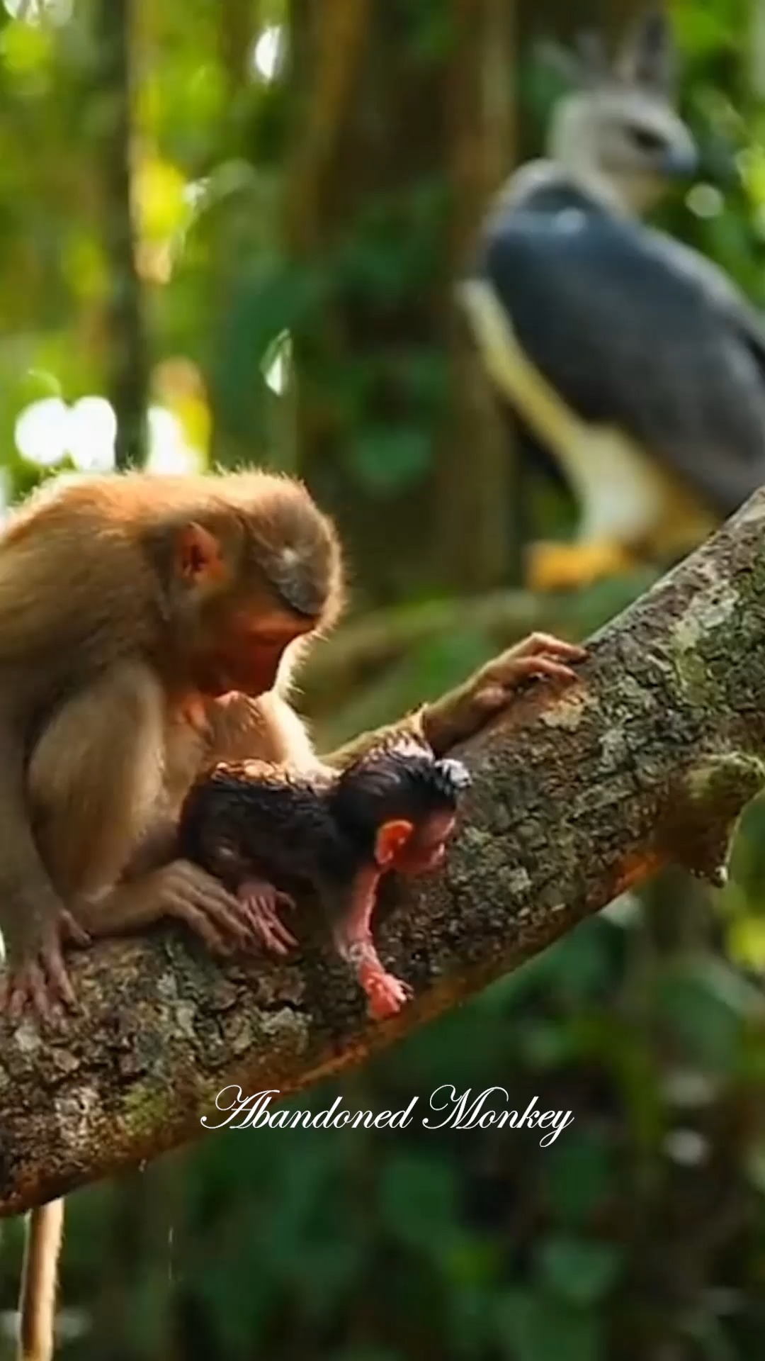 A Brave Mother’s Moment: Giving Birth as Danger Approaches #Monkey # ...