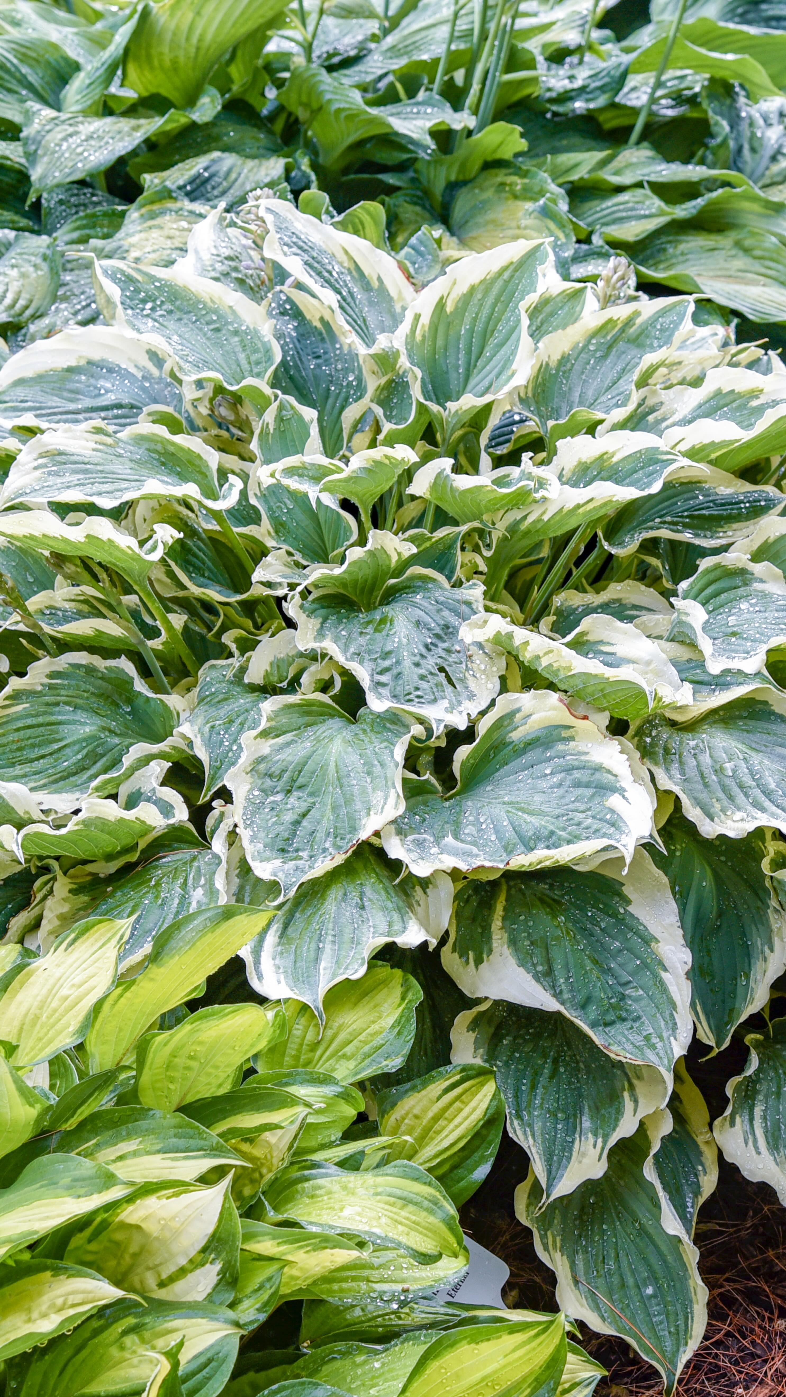 Introducing the @provenwinners 2026 Hosta of the Year- Hosta ‘Hope ...
