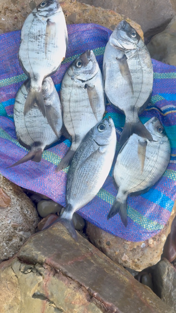 البركة متخطاش فالصيد بطعم البيلوطة 🎣😍 #fishing #المغرب #البيلوطة ...
