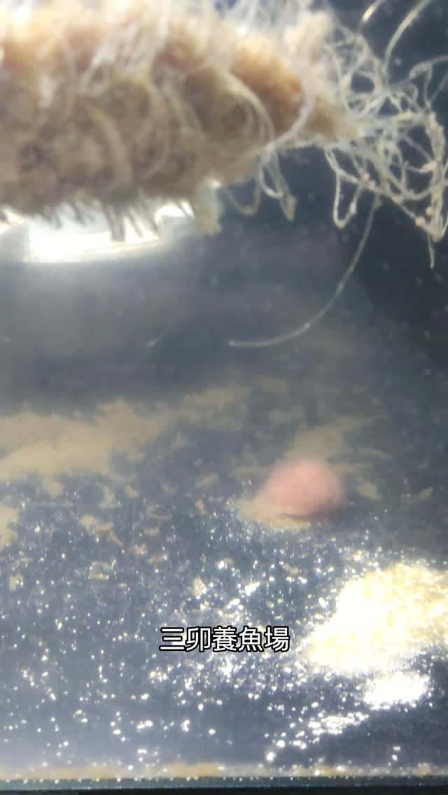 イトミミズを食べる魚が居ない、アジアアロワナの水槽 GFコード内で増殖したイトミミズ、 溢れたらポトポトと下に落ちてきます。 この原理 ...