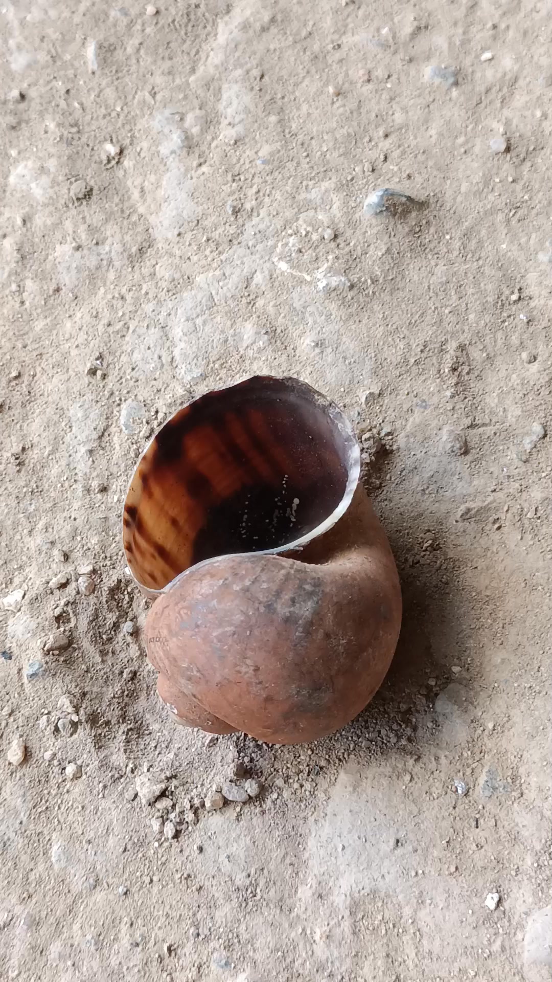 Unique Pouring Silver Snail Shell Perfect Restoration! #reels #fb #fyp ...