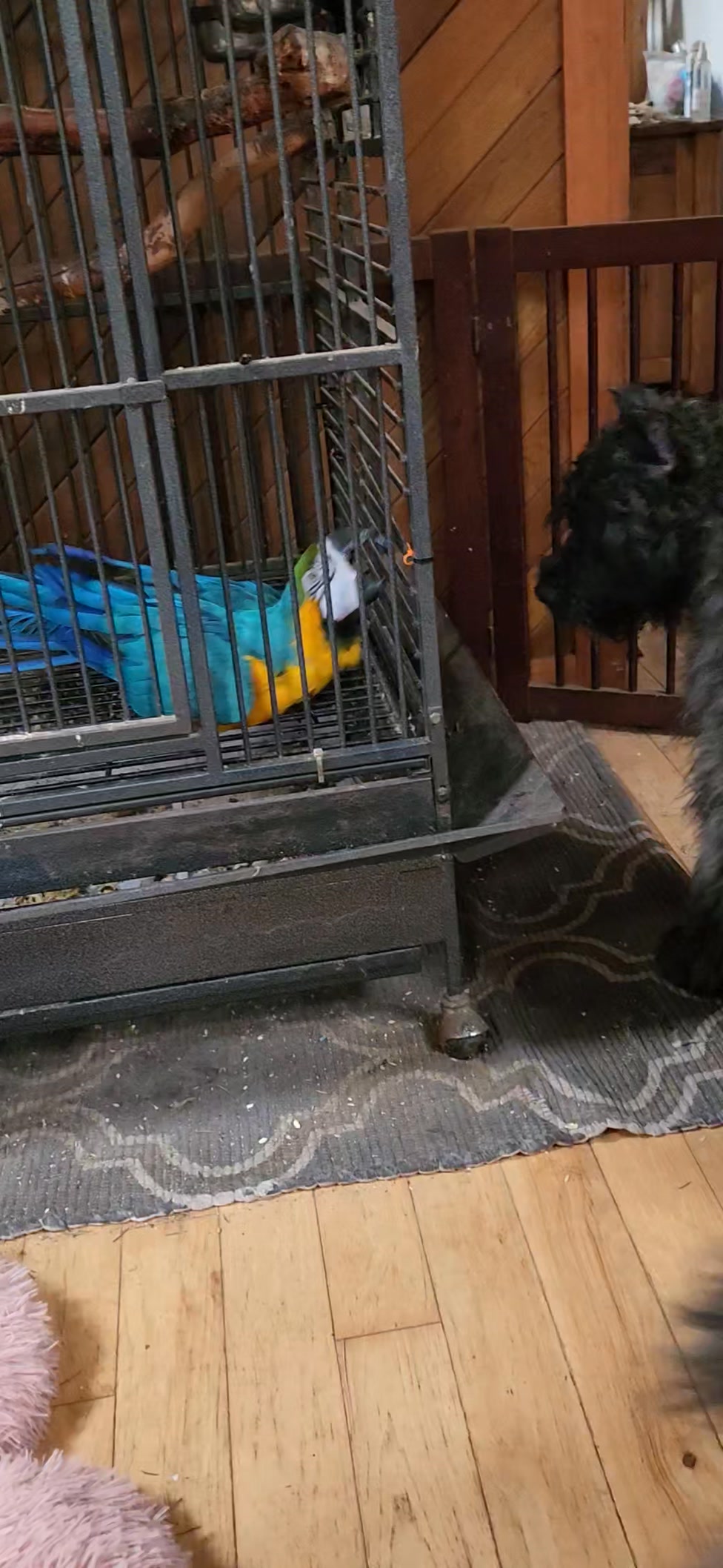 Photo inspiration: Macaw Been Picked Up Reference: 12 18 2025 Amos The Macaw Wants To Pick On