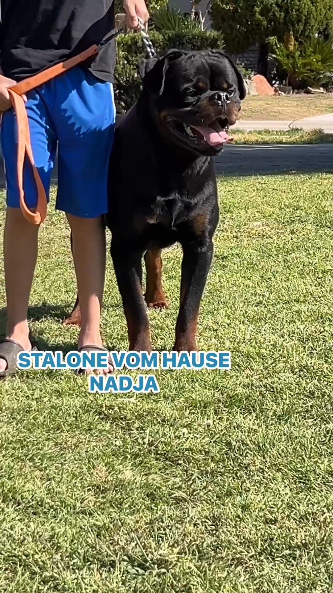 #rottweiler #serbianrottweiler #fyp #fypシ゚viralシfypシ゚ | Bee Lee | Facebook