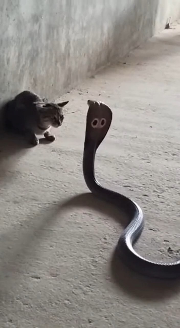 Snake stopped the kitten from passing | Chris And Jasmin | Facebook