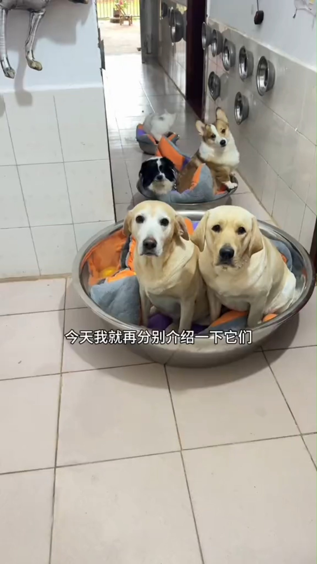 我和我家干饭狗的故事 #狗子成精了 #养狗的乐趣 #狗 #拉布拉多 #拉布拉多小皮 #dog #doglover #viralpost # ...