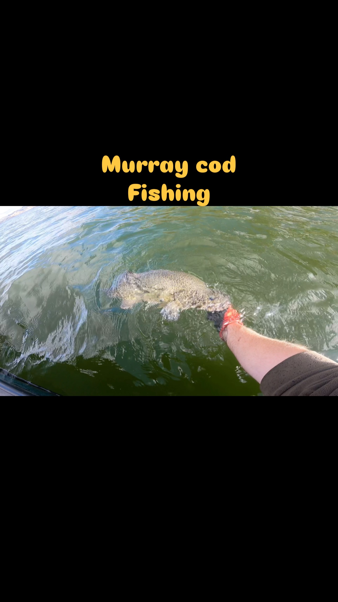 Murray cod fishing, catch and release #murraycodfishing # ...