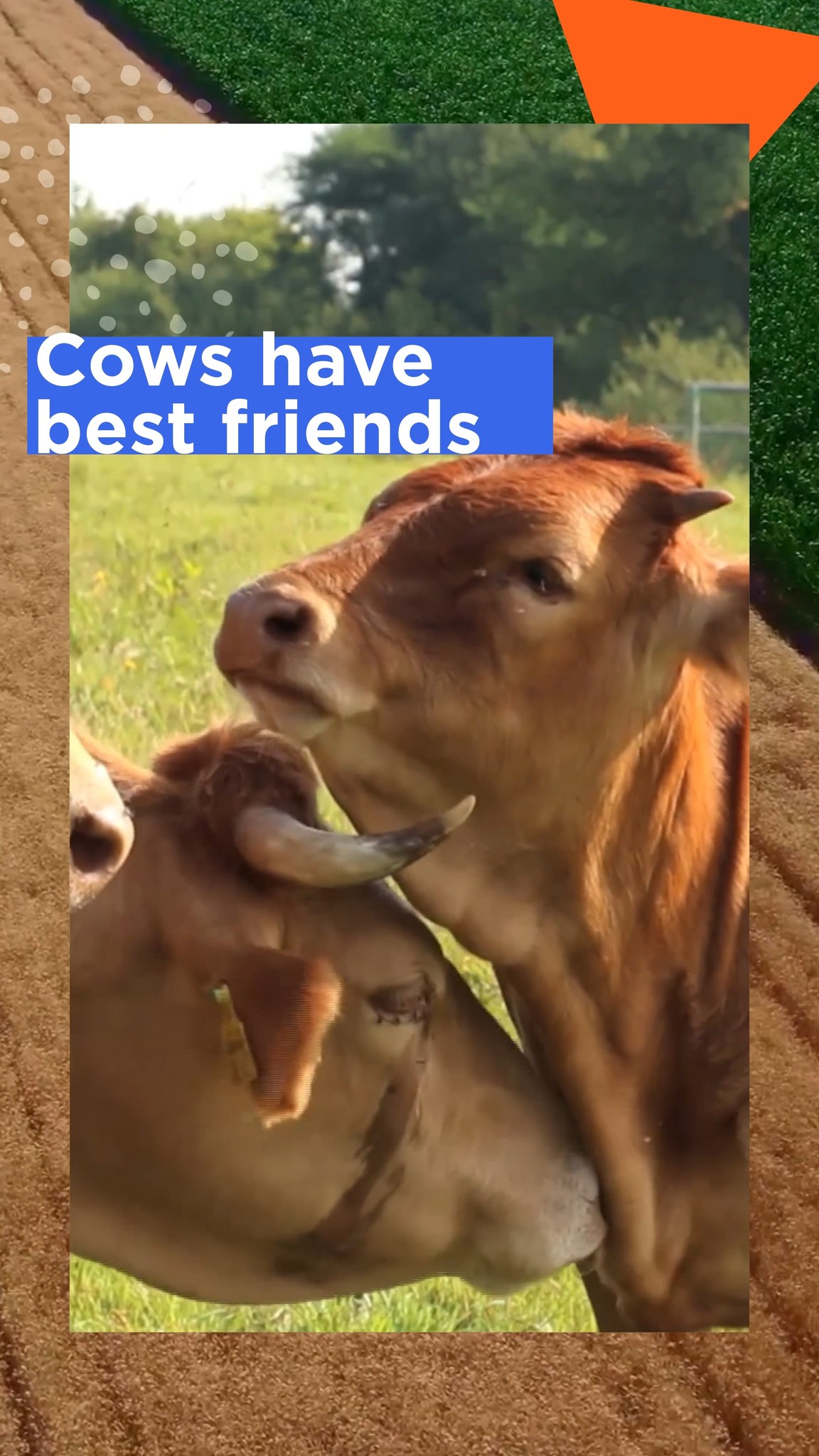 Tag your bestie! Just like people, cows form strong bonds with others ...