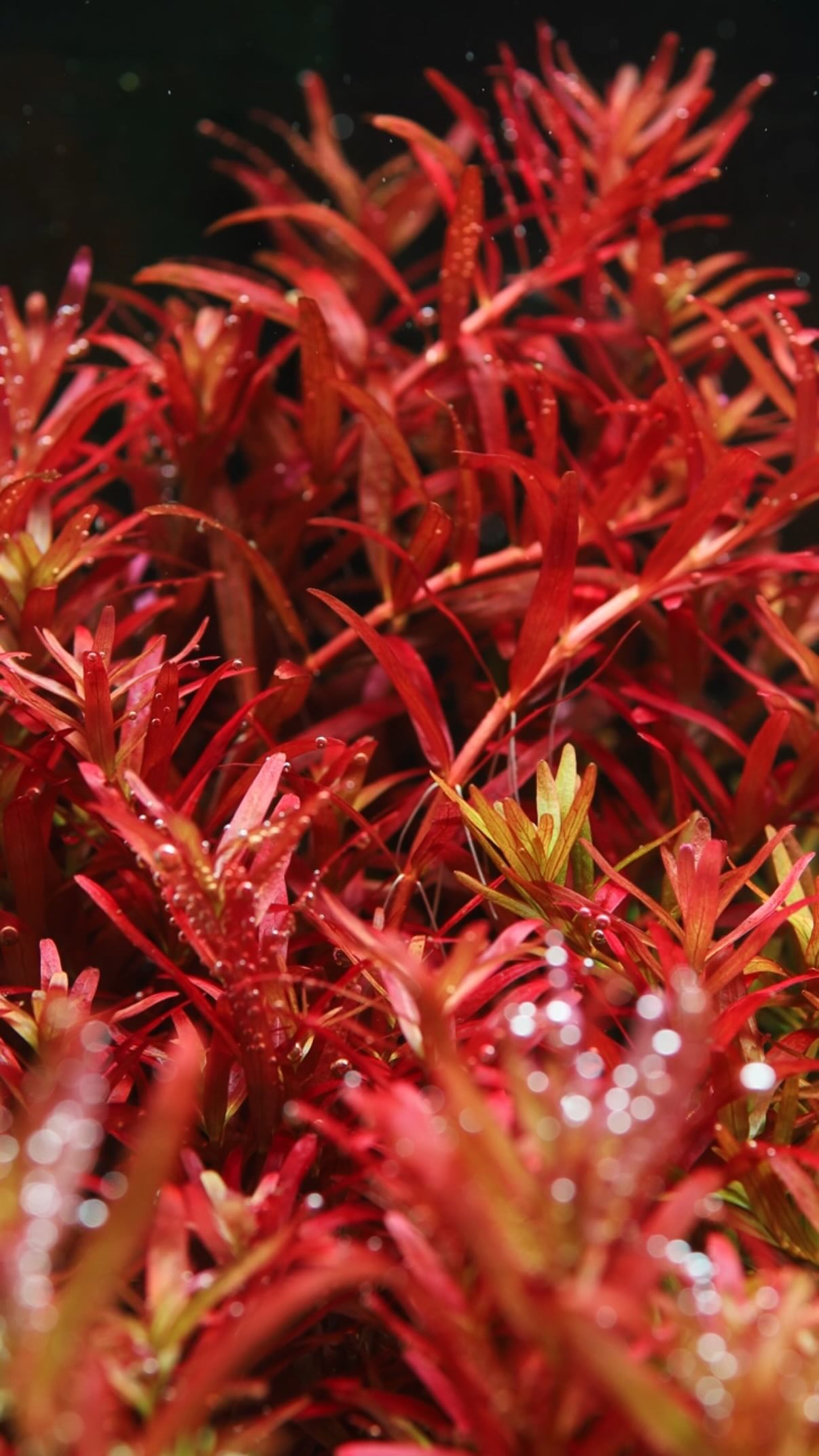 Trimming the rotala wallichii in my Dutch style aquascape is so ...