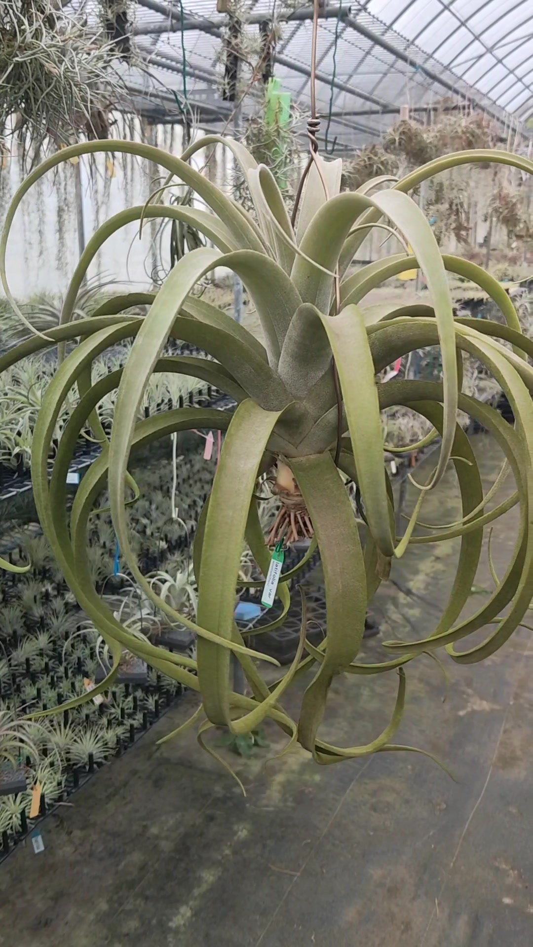 Tillandsia latifolia var leucophylla(Peru) #tillandsia #空氣鳳梨