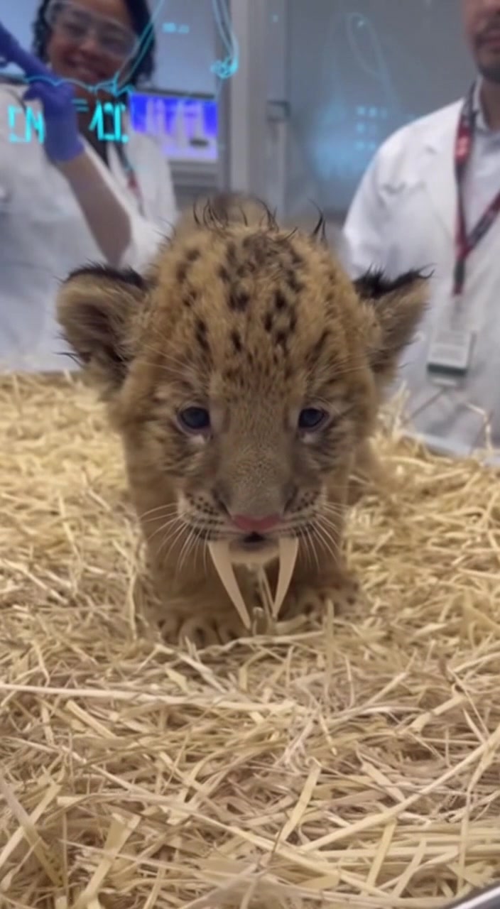 “Back From Extinction”: Scientists Announce Birth of First Lab-Created ...