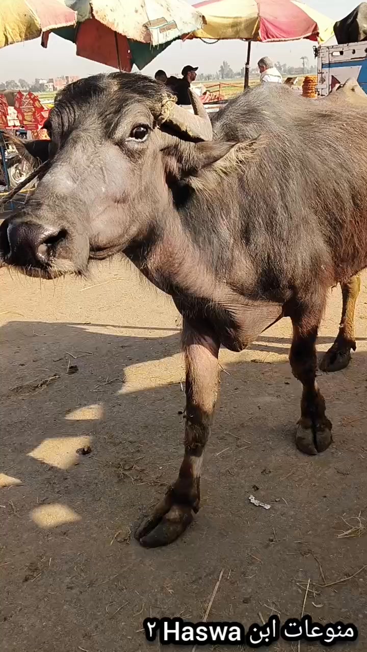 راجع بجاموسه بتعيط بالدموع عشار خمسه ب 57 الف جنيه 🫣🐄👉 #منوعات_ابن ...