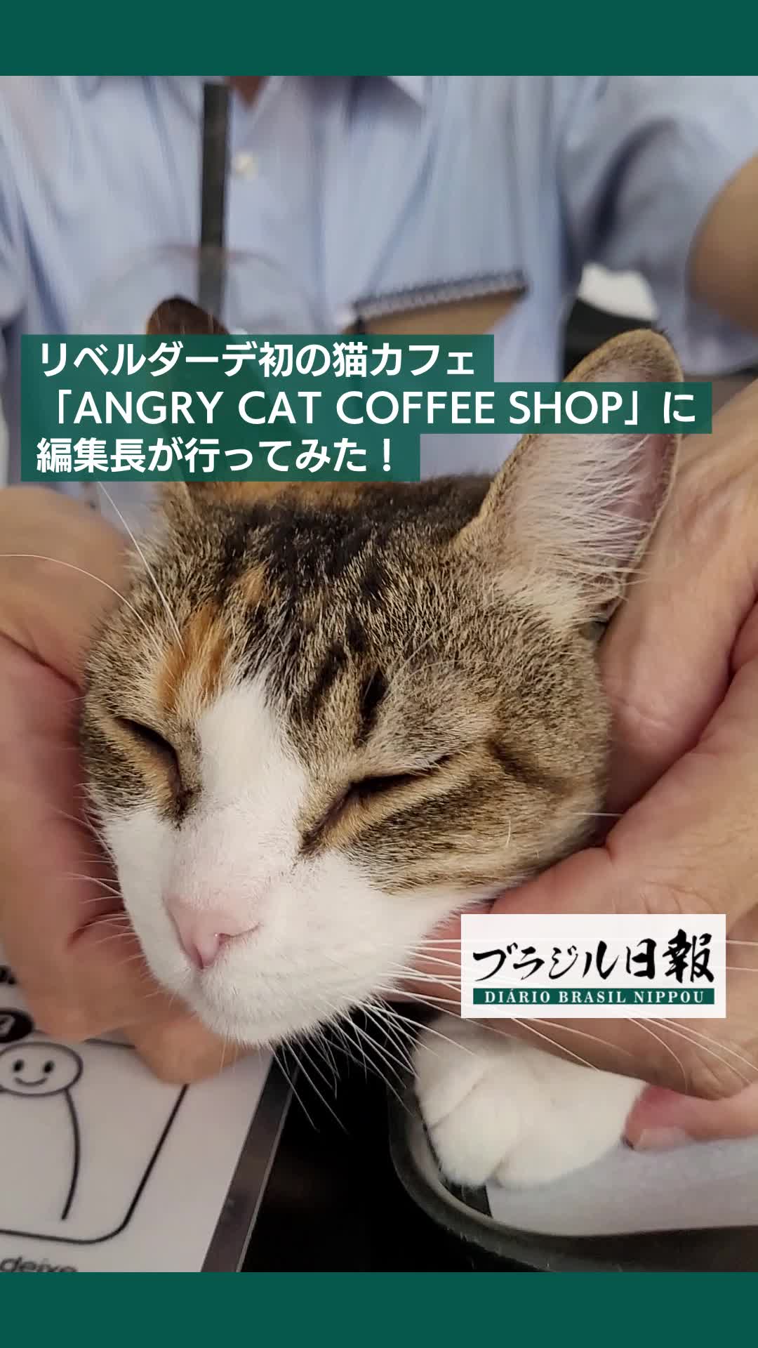 🇧🇷➡🇯🇵] Agora temos um cat café no bairro oriental de São