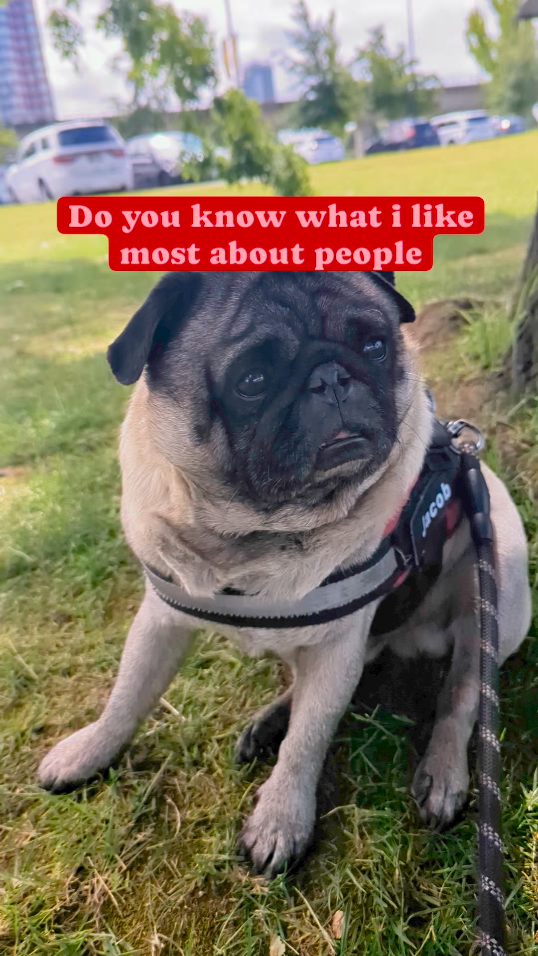 I'm Papa's baby and forever will be #pug #puglife #cute #fbreels