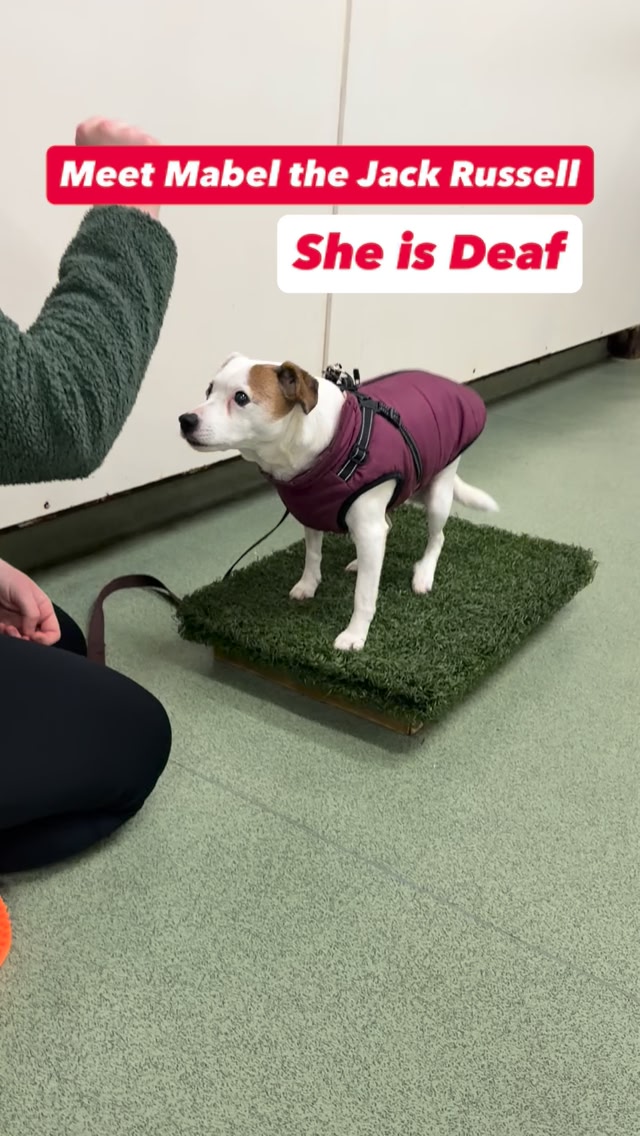 Everyone say hi to Mabel ️ Mabel is a rescue Jack Russell who has been ...