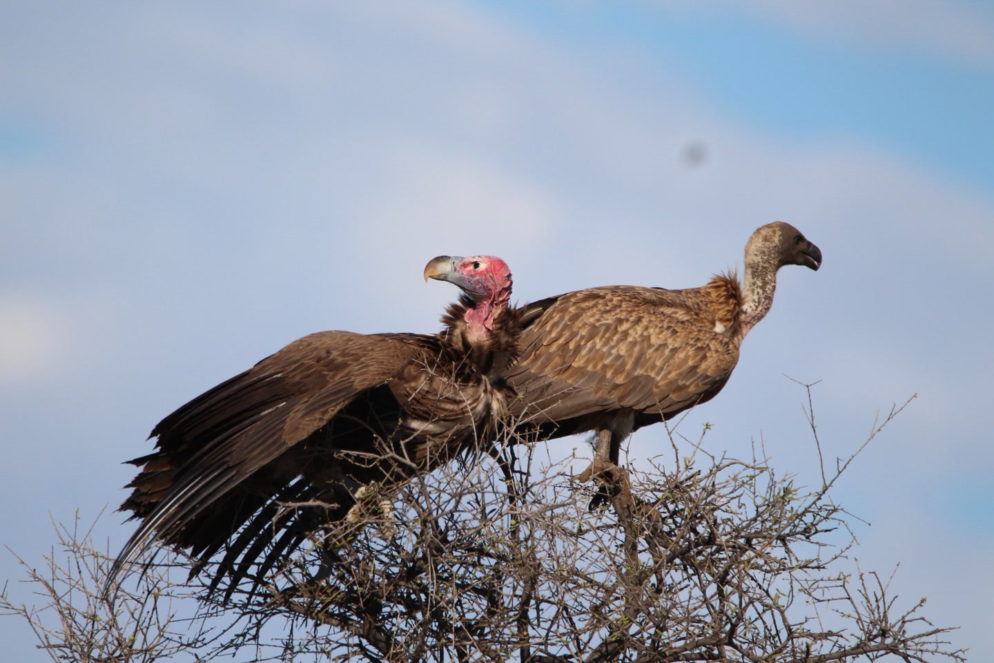 Raptors Botswana | Gaborone