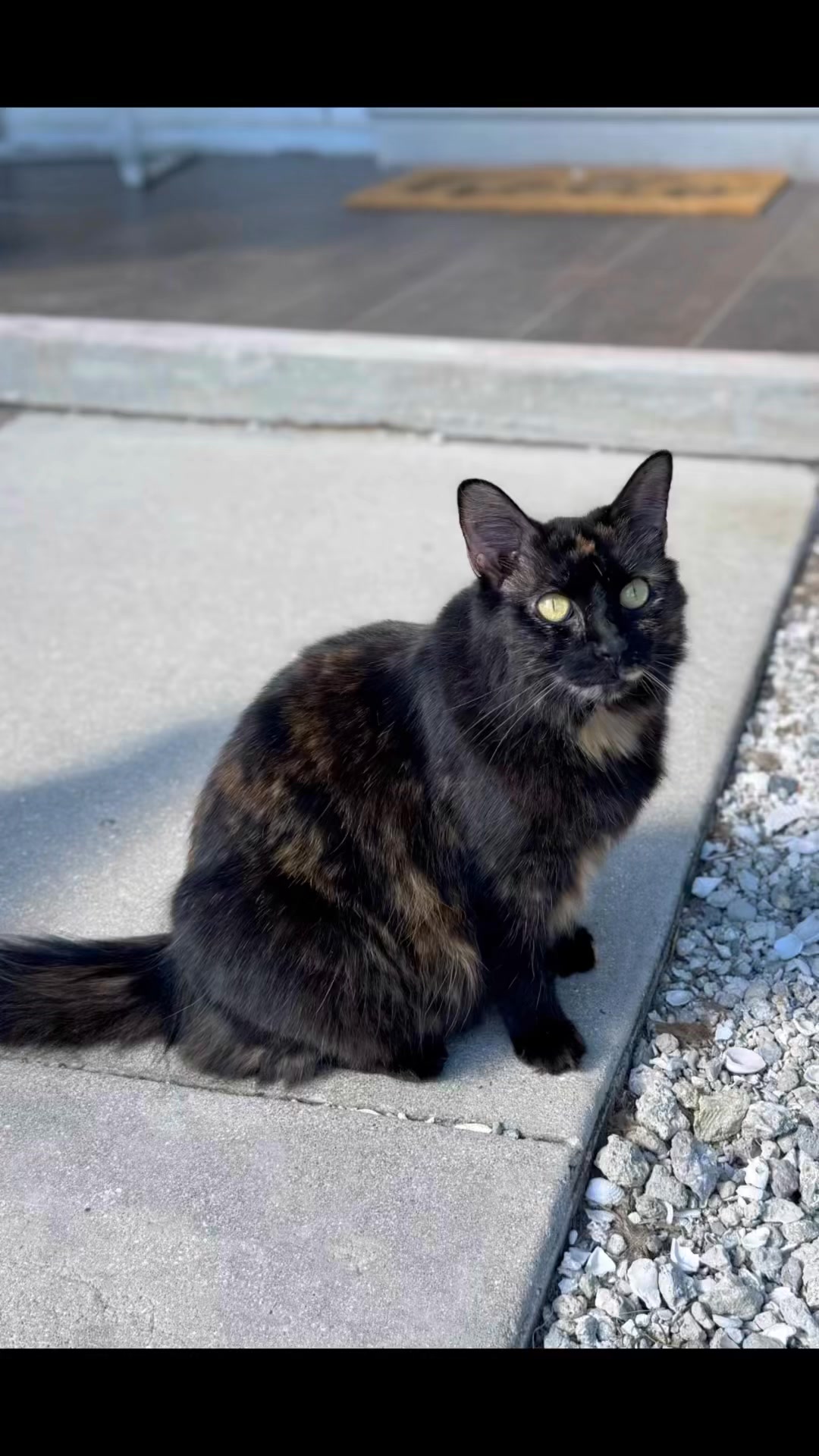 Arlene asked…Who is that beautiful girl…Meet Roberta ️ #thecatranch # ...