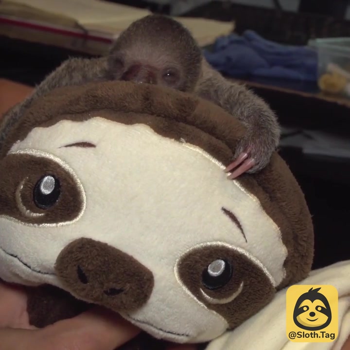 Sloth Tag