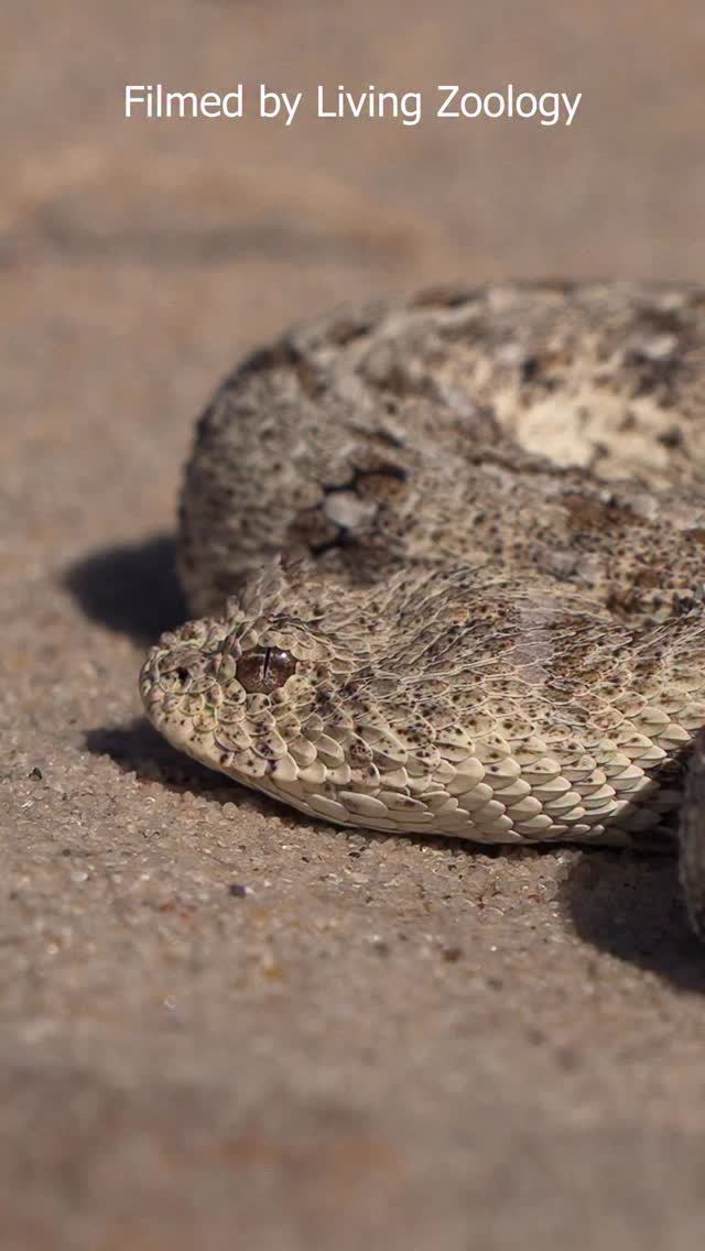 The smallest viper species in the world. Our latest video explores the ...