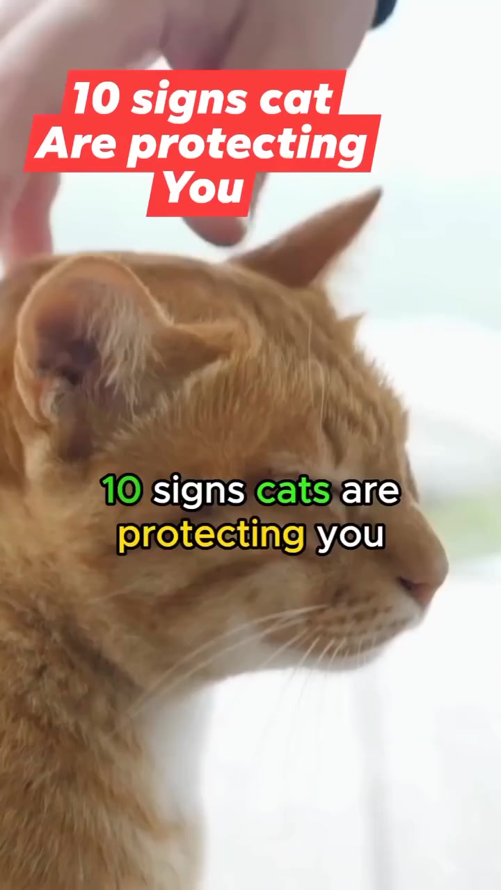 10 Signs Your Cat Is Protecting You | All about cats | Facebook