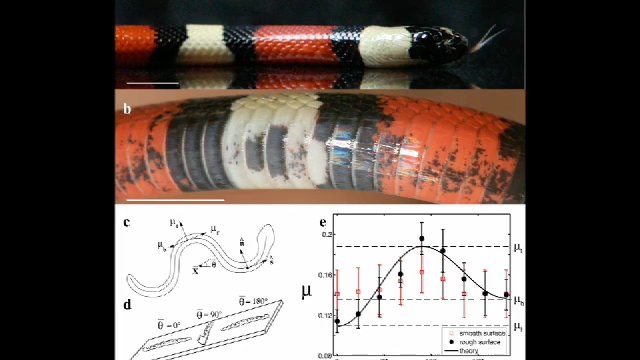 Secrets of Slithering Snakes | When they come out of their eggs, snakes ...