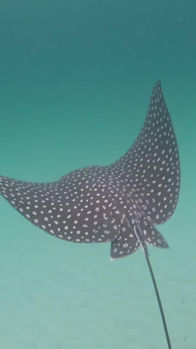 Did you know? Each spotted eagle ray has a unique spot pattern—no two ...