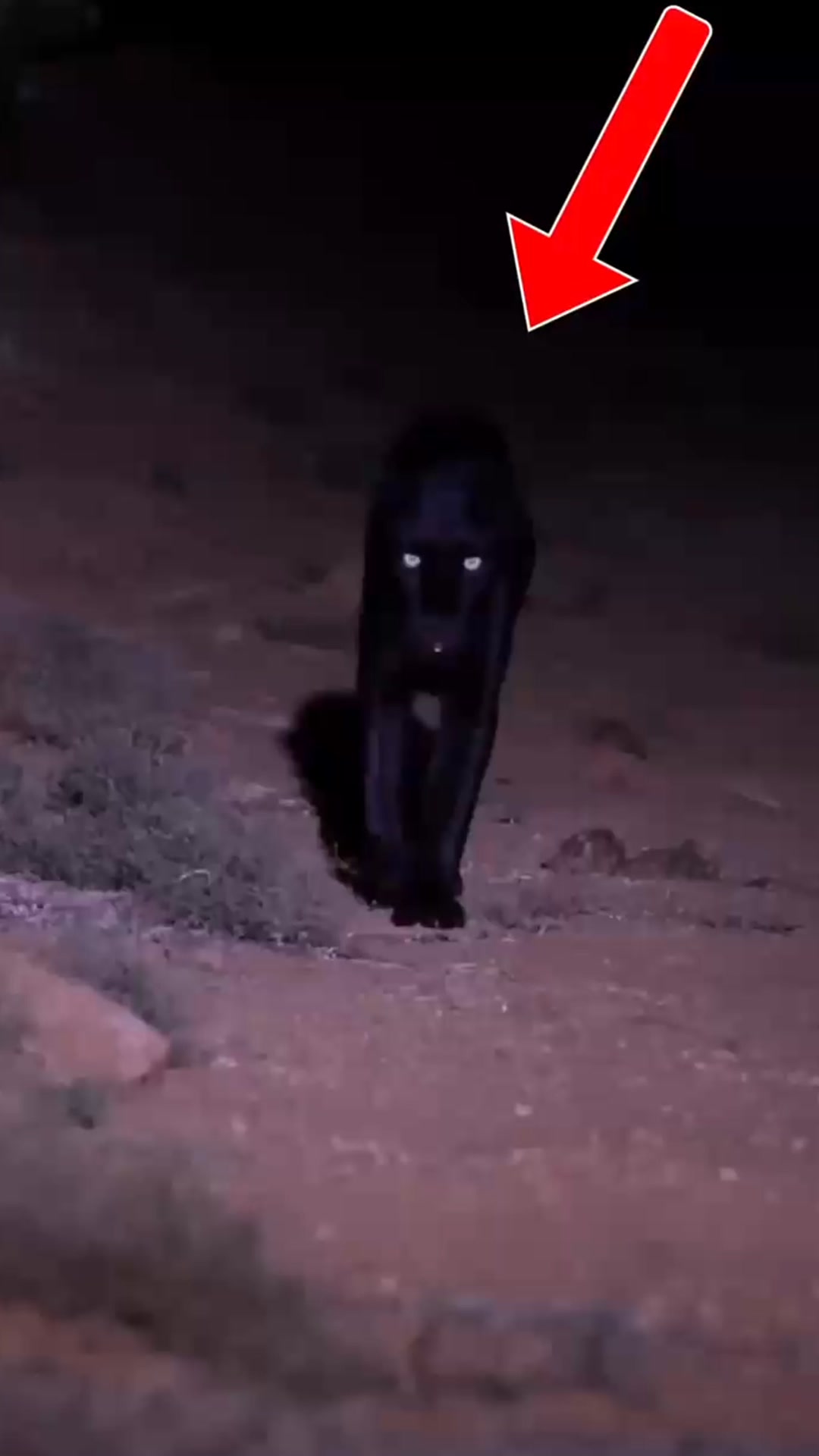 Top 10 DEADLIEST Shadow Predators 🥷 #naturelovers #animalsofinstagram # ...