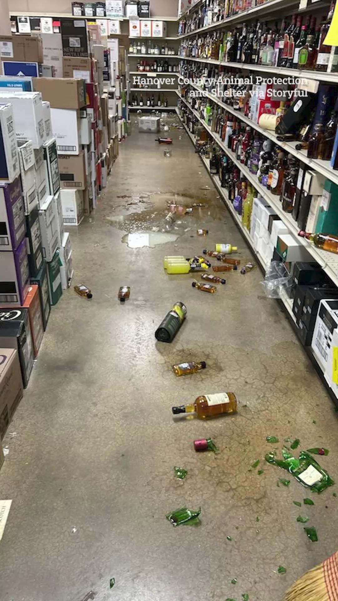 Raccoon passes out on bathroom floor after 'liquor-fueled rampage ...