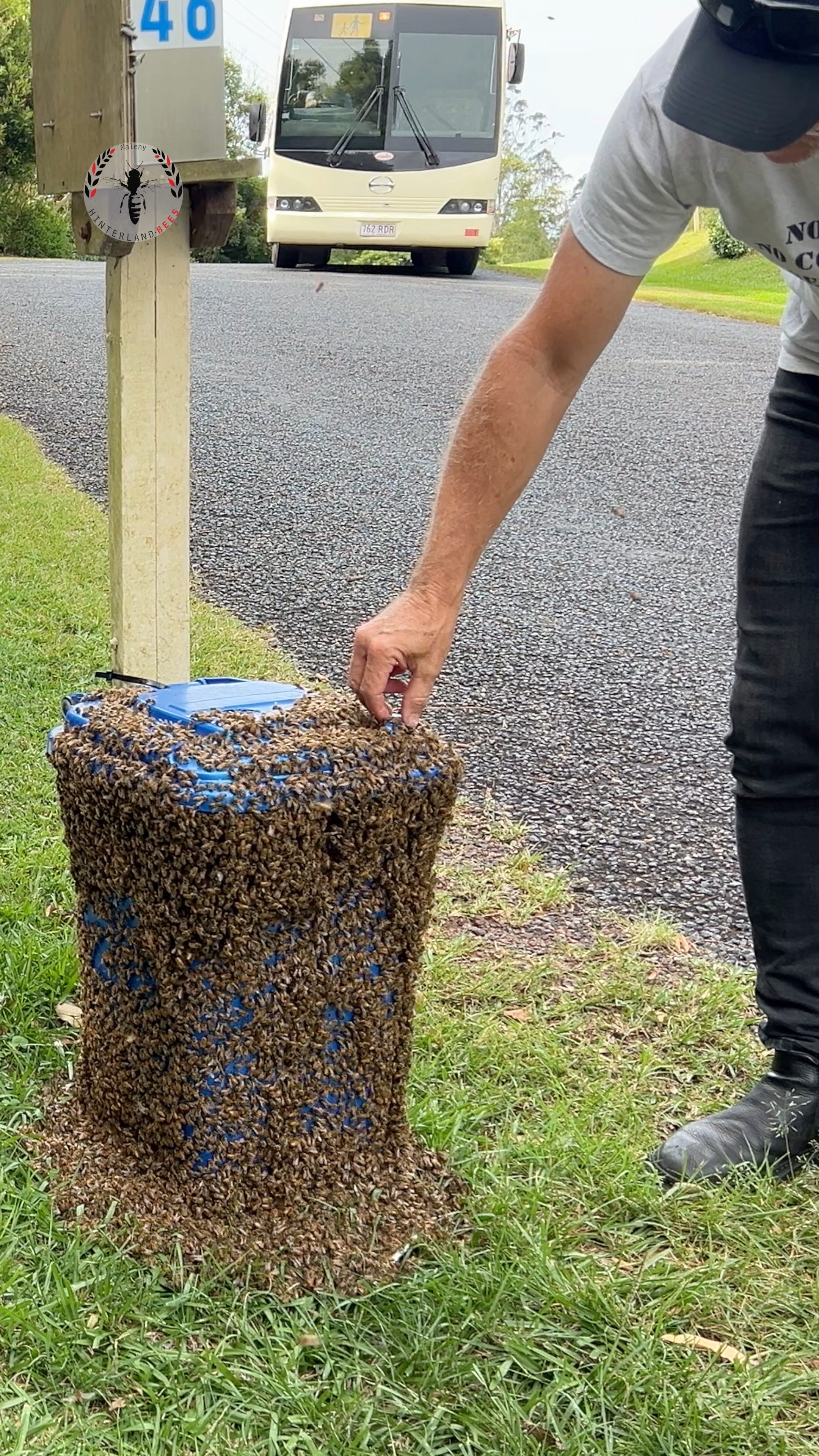 When relocating swarms of bees, we wait until after sunset to move the ...