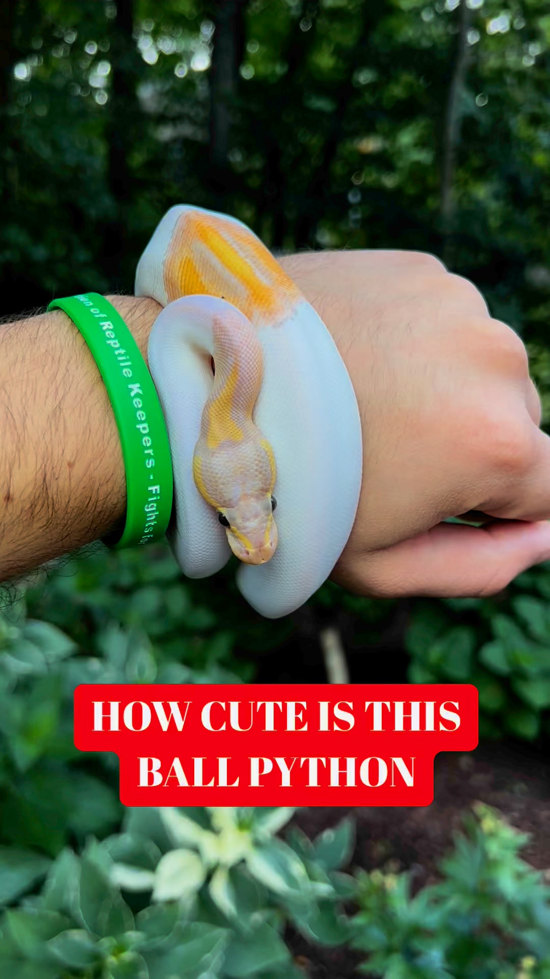 How cute is this ball@python | BALLS of FURY | Facebook