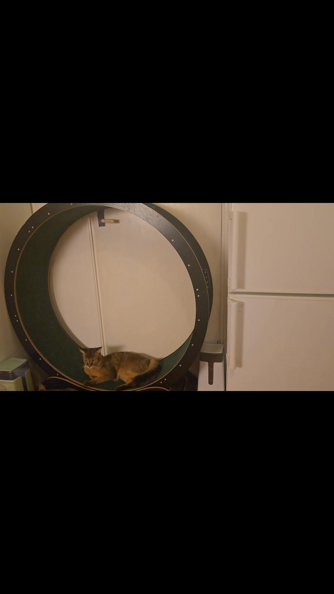 What speed, what power, what grace — pure feline energy!😸 #RoyalChausie ...